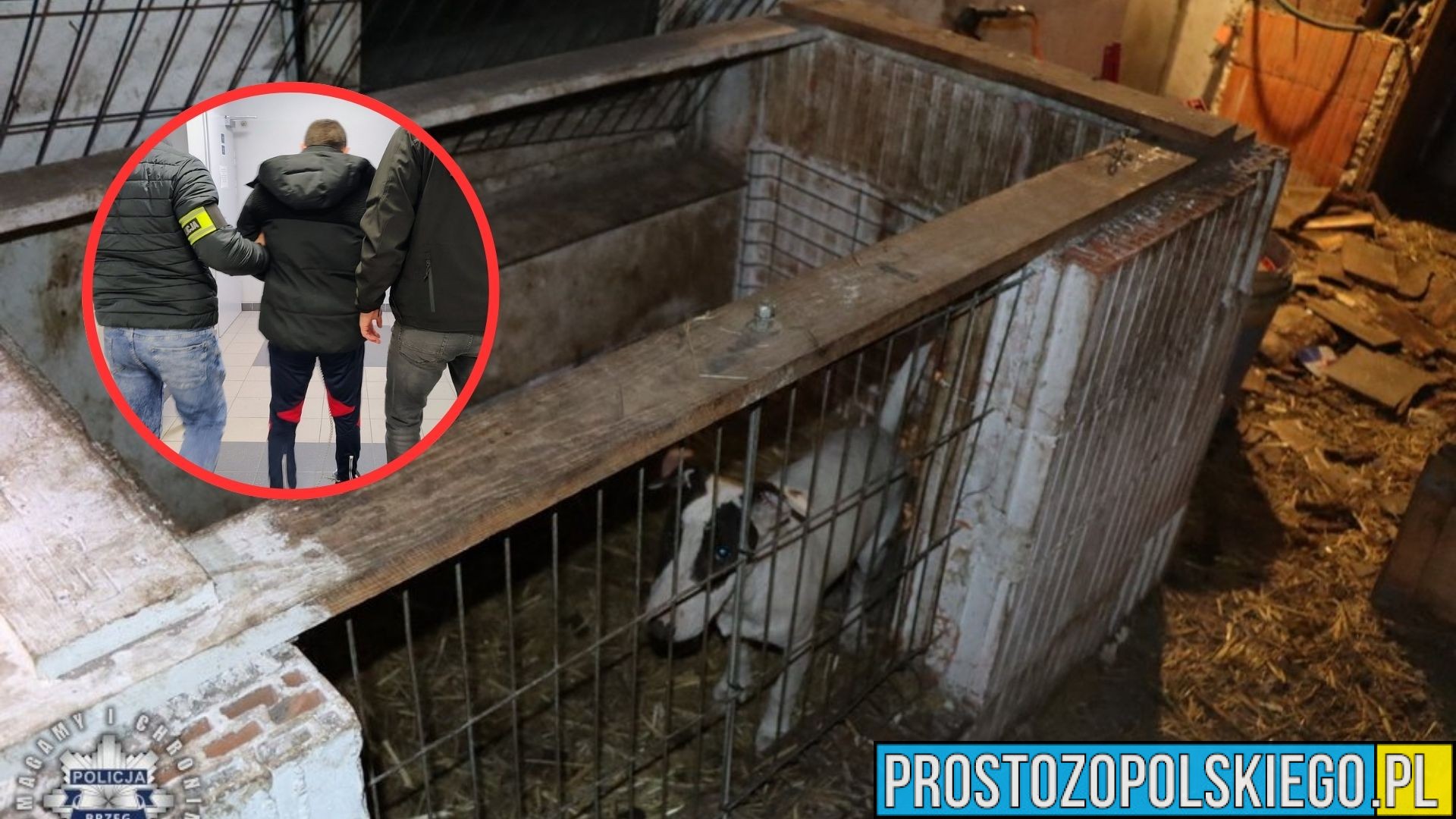 Brzeg: 10 psów w fatalnych warunkach, narkotyki i nielegalna broń. 37-latek zatrzymany