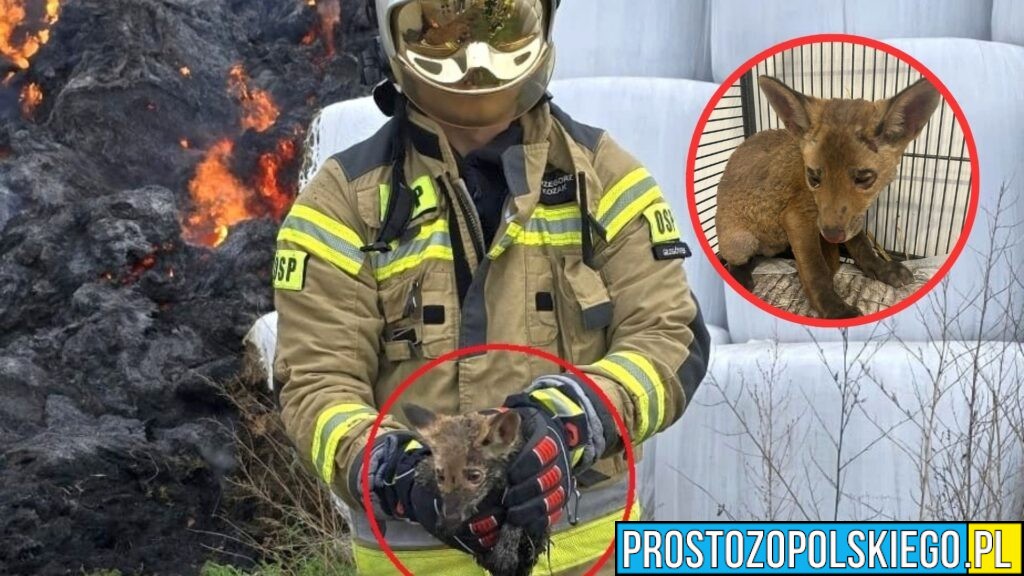 Pożar w Mochowie 20 kwietnia 2026: Strażacy ratują stertę i ocalają życie 4-tygodniowego lisa