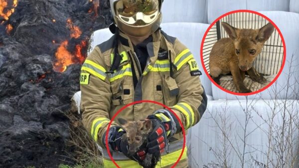 Pożar w Mochowie 20 kwietnia 2026: Strażacy ratują stertę i ocalają życie 4-tygodniowego lisa