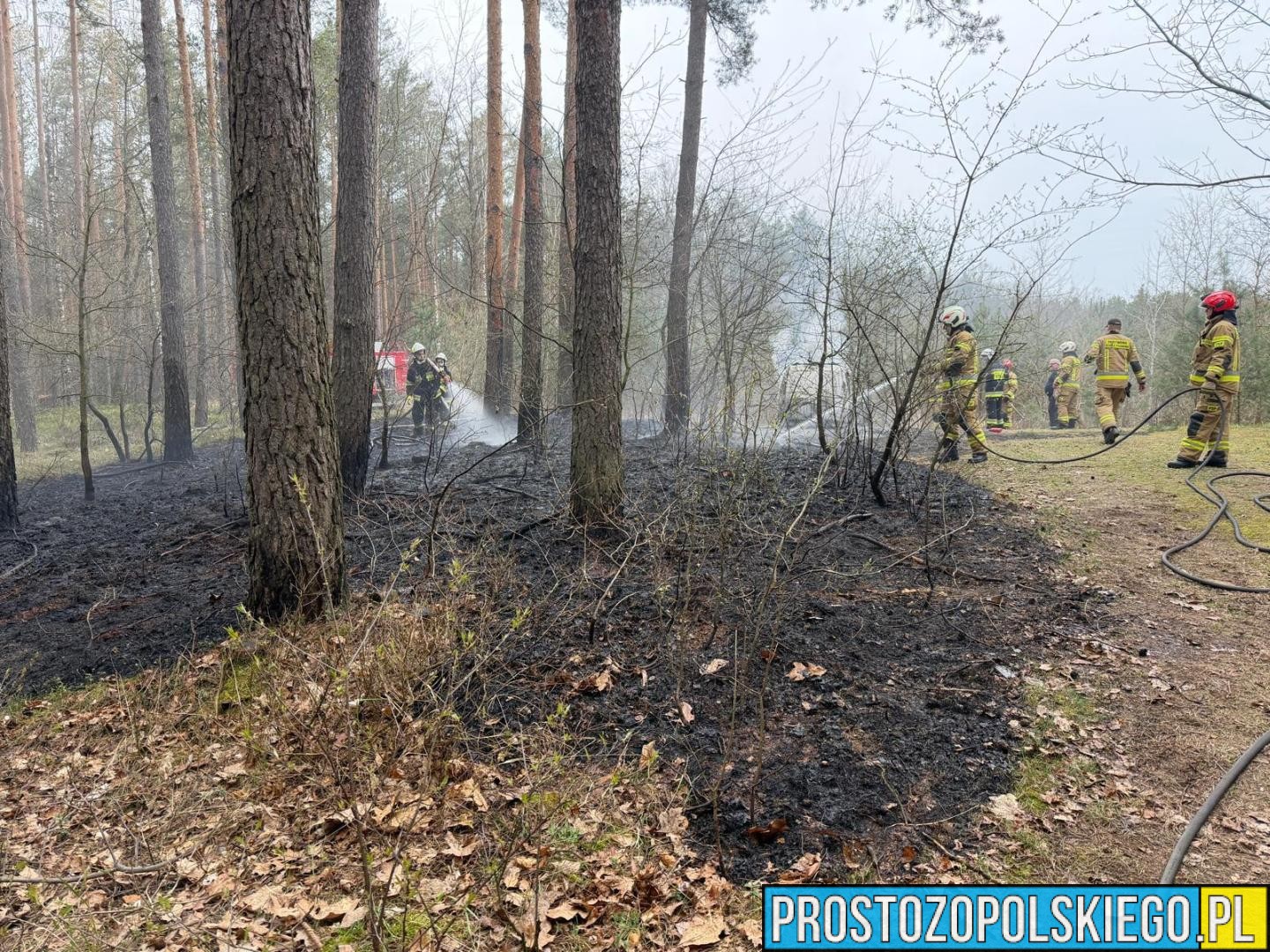 pożar lasu pożar auta w lesie, pożar wieży przeciw pożarowej, pożar lasu świerkle, pożar lasu w czarnowąsach, pożar lasu,