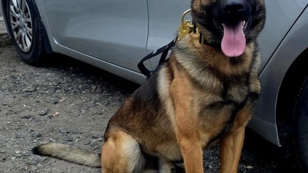 Nowy „funkcjonariusz” w Głubczycach. Wagat rozpoczął służbę w policji