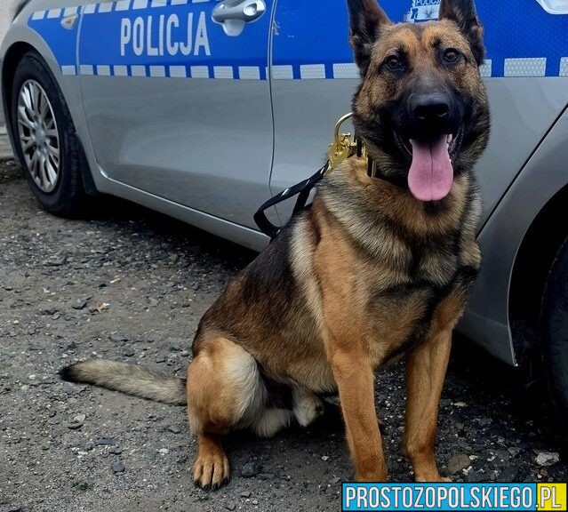 Nowy „funkcjonariusz” w Głubczycach. Wagat rozpoczął służbę w policji