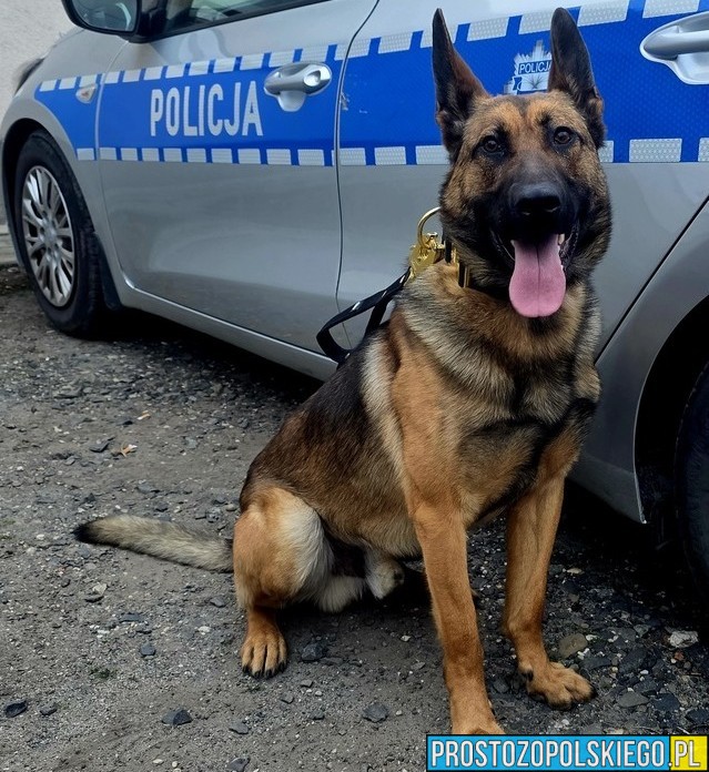 Nowy „funkcjonariusz” w Głubczycach. Wagat rozpoczął służbę w policji