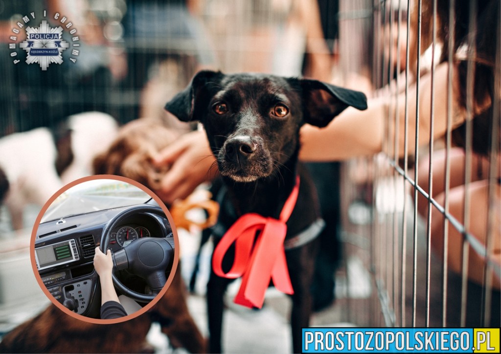 Pijany przyjechał adoptować psa. 52-latek miał ponad 2 promile alkoholu