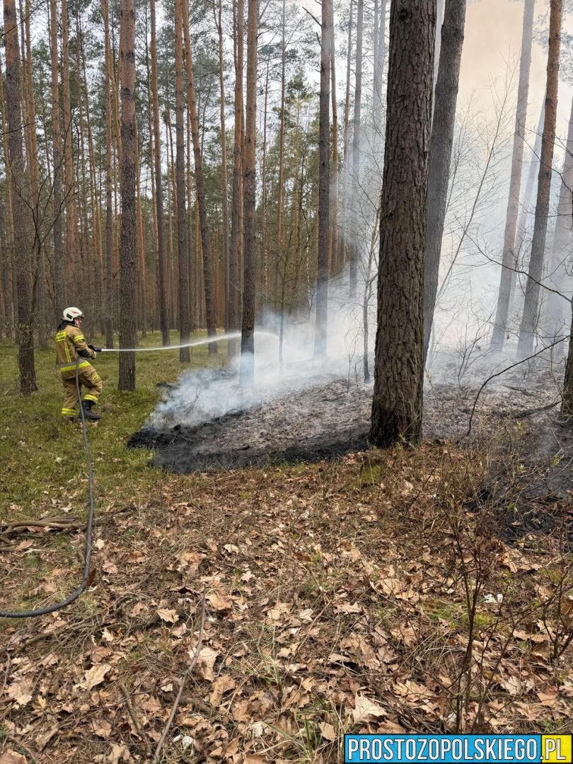 pożar lasu pożar auta w lesie, pożar wieży przeciw pożarowej, pożar lasu świerkle, pożar lasu w czarnowąsach, pożar lasu,