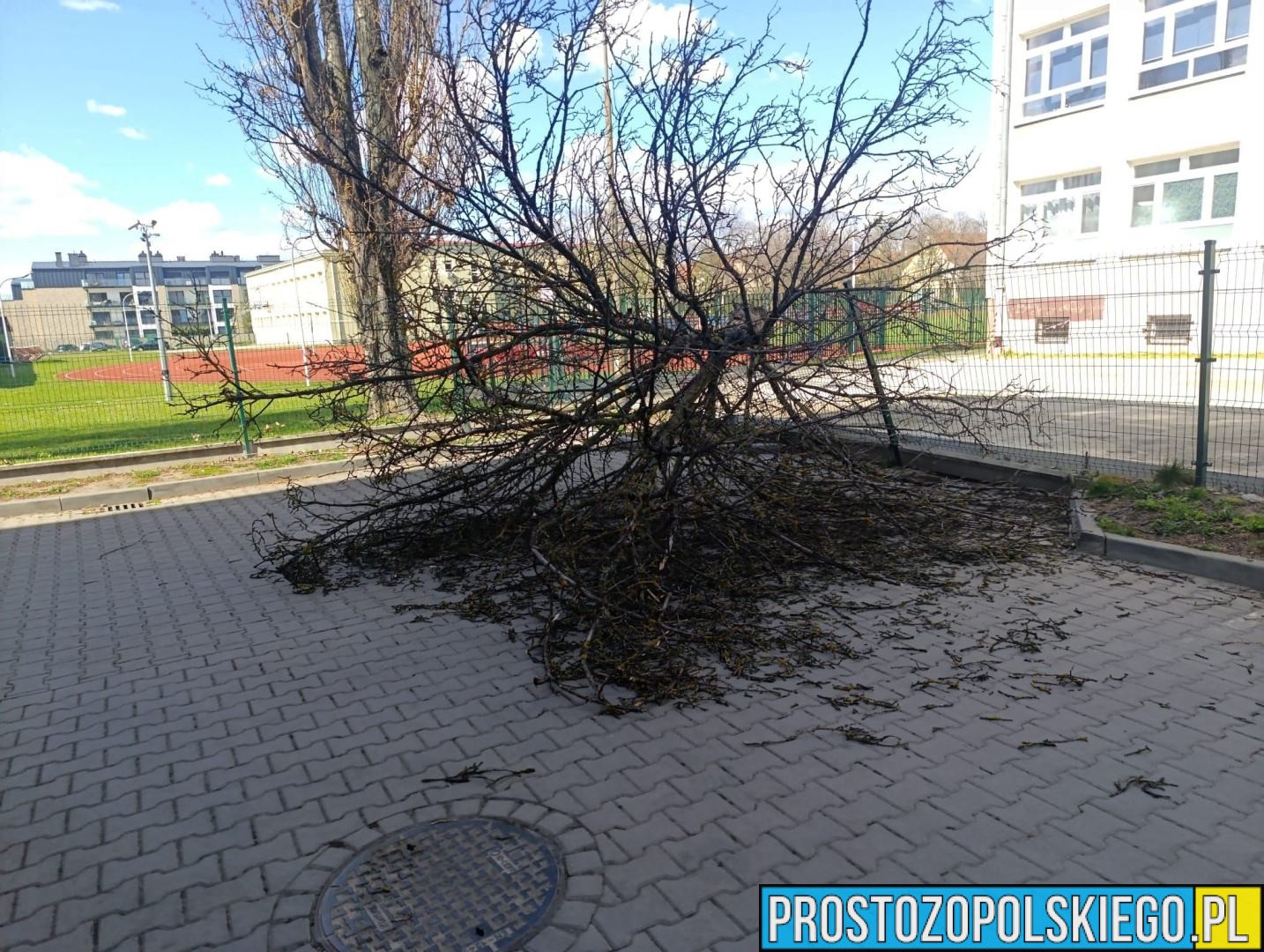Silny wiatr w Opolu. Drzewo przewróciło się na terenie szkoły przy ul. Katowickiej
