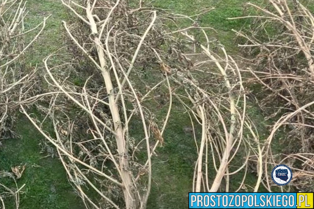 narkotyki, opolskie narkotyki, akcja prokuratury, policyjna akcja narkotyki, rozbite bandy narkotykowe, 