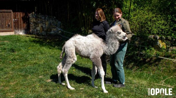 Wyjątkowe narodziny w Zoo Opole. Mały wielbłąd Pawełek pod opieką pracowników