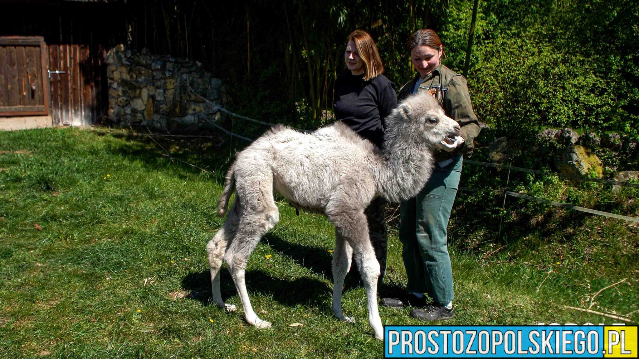 Wyjątkowe narodziny w Zoo Opole. Mały wielbłąd Pawełek pod opieką pracowników
