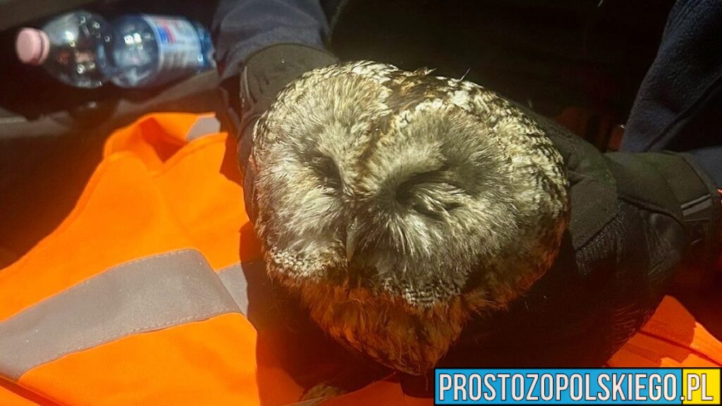 Policjanci uratowali ranną sowę. Nietypowa interwencja w Głuchołazach