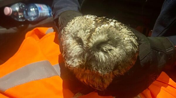 Policjanci uratowali ranną sowę. Nietypowa interwencja w Głuchołazach