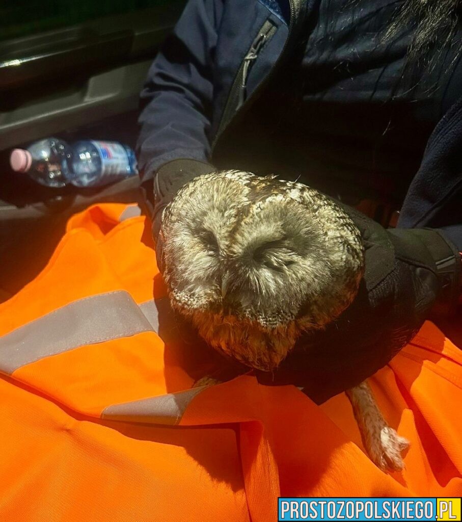 Policjanci uratowali ranną sowę. Nietypowa interwencja w&nbsp;Głuchołazach