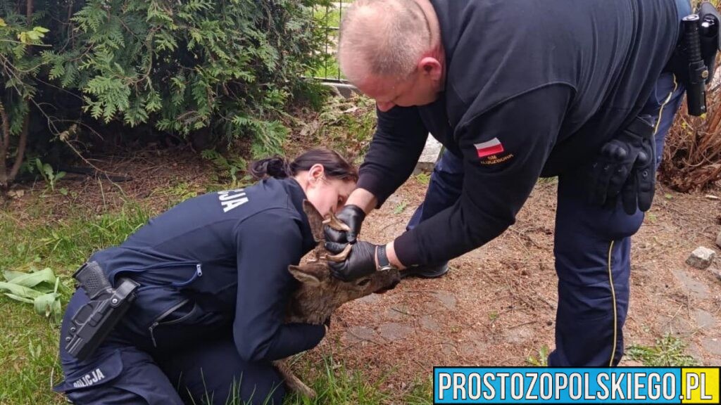 Nietypowa interwencja w Kluczborku. Policjanci uratowali młodego koziołka