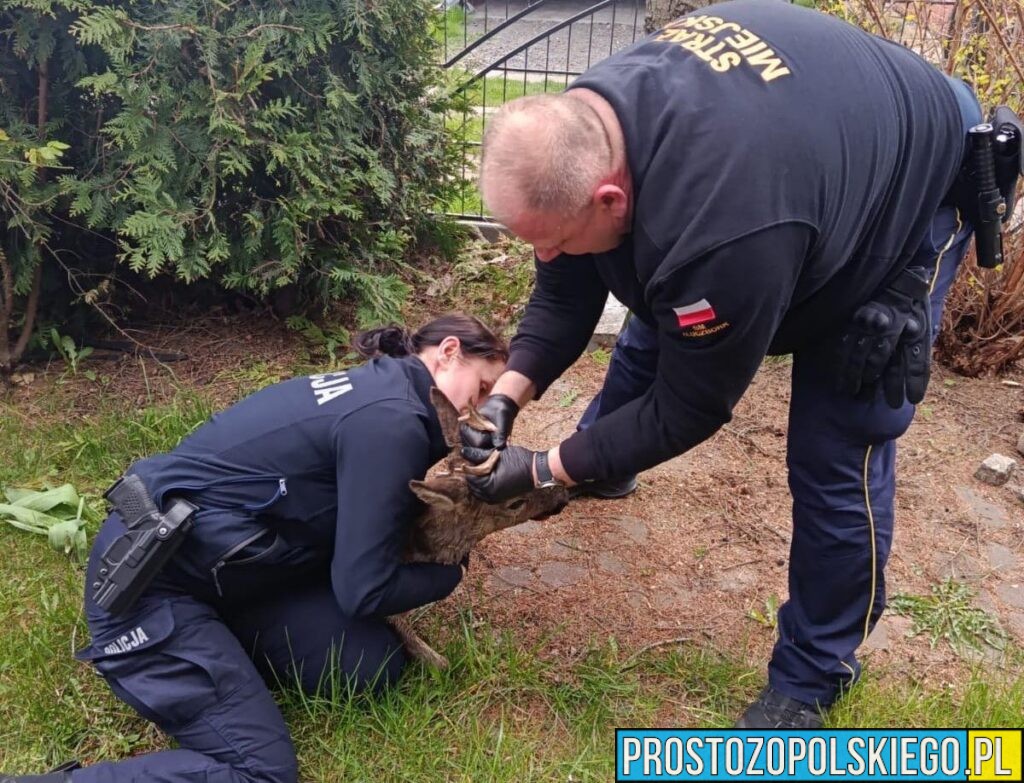 Nietypowa interwencja w&nbsp;Kluczborku. Policjanci uratowali młodego koziołka
