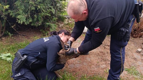 Nietypowa interwencja w Kluczborku. Policjanci uratowali młodego koziołka
