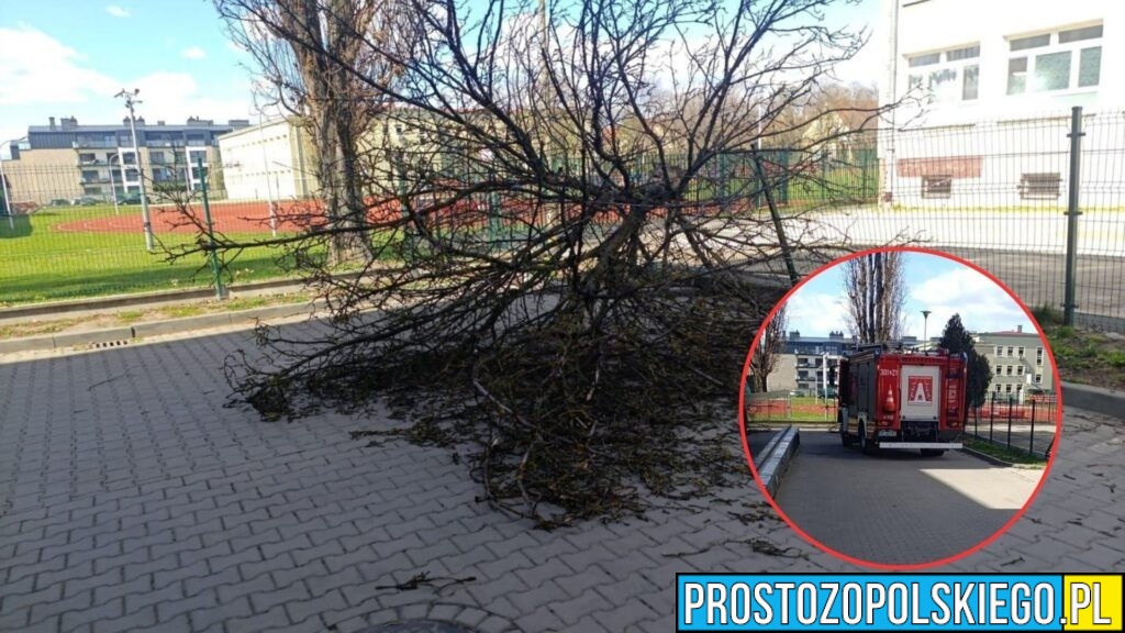 Silny wiatr w Opolu. Drzewo przewróciło się na terenie szkoły przy ul. Katowickiej