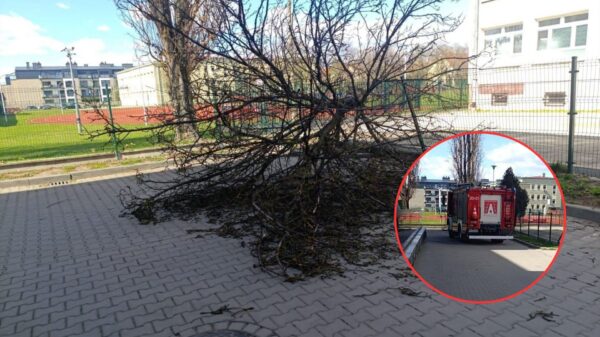 Silny wiatr w Opolu. Drzewo przewróciło się na terenie szkoły przy ul. Katowickiej