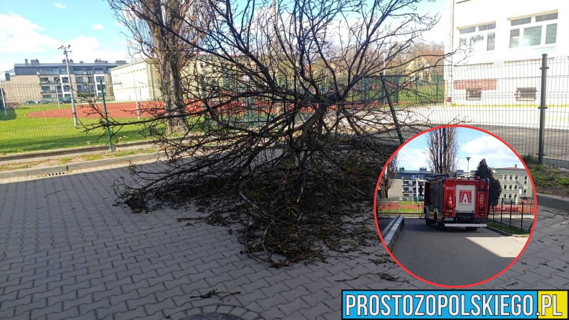 Silny wiatr w Opolu. Drzewo przewróciło się na terenie szkoły przy ul. Katowickiej