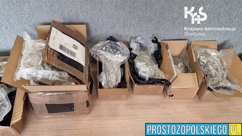 Opolska KAS udaremniła przemyt narkotyków w przesyłkach kurierskich – ponad kilogram środków odurzających o wartości 55 tys. zł