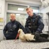 Ranny bocian uratowany przez policjantów z Ozimka. Ptak trafił do specjalistycznej lecznicy