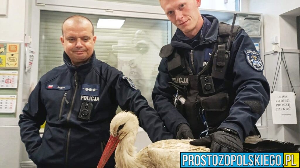Ranny bocian uratowany przez policjantów z Ozimka. Ptak trafił do specjalistycznej lecznicy