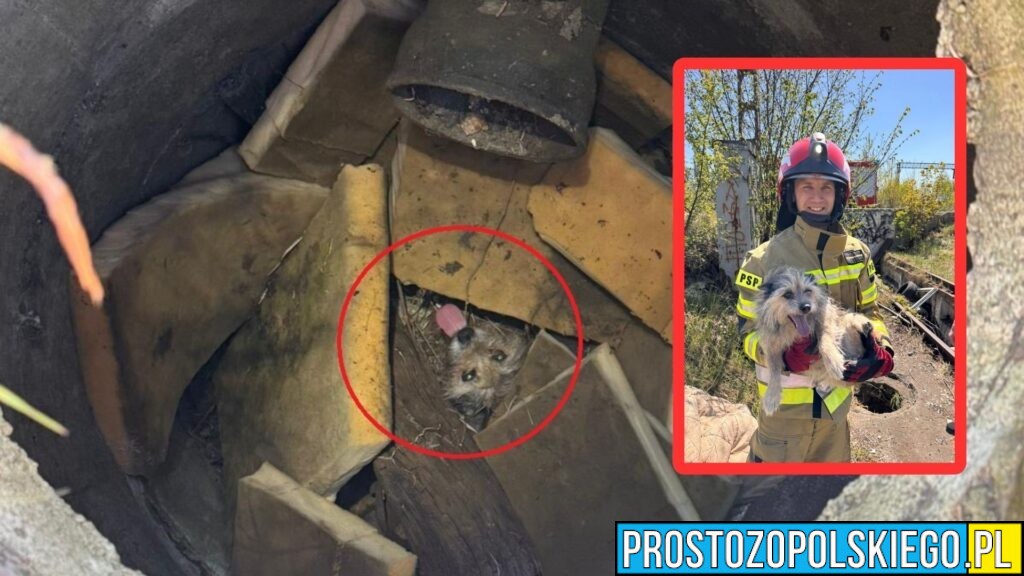 Strażacy w akcji przy ul. Miarki w Kędzierzynie Koźlu. Uratowali psa z wykopu