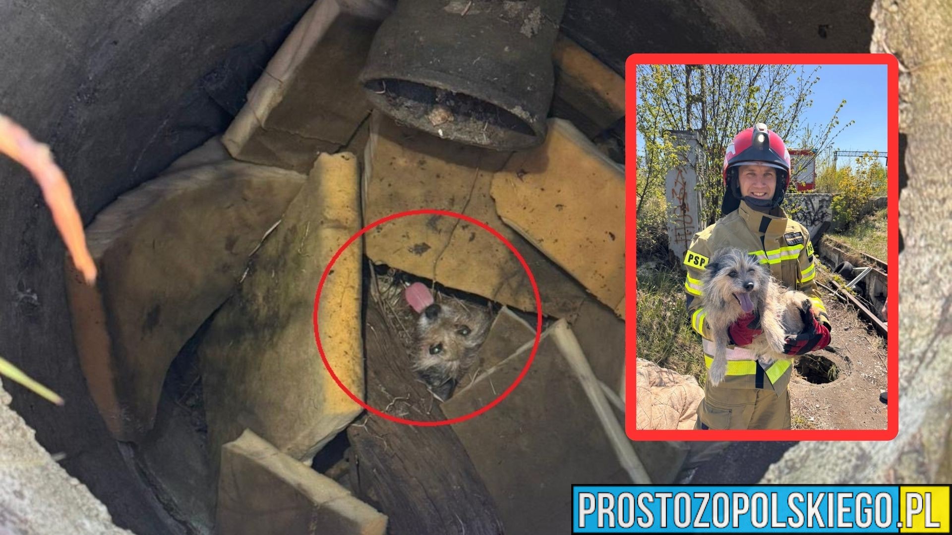 Strażacy w akcji przy ul. Miarki w Kędzierzynie Koźlu. Uratowali psa z wykopu