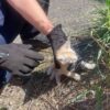Dramatyczna akcja w Kędzierzynie-Koźlu. Policjanci uratowali kotka uwięzionego pod nadkolem samochodu