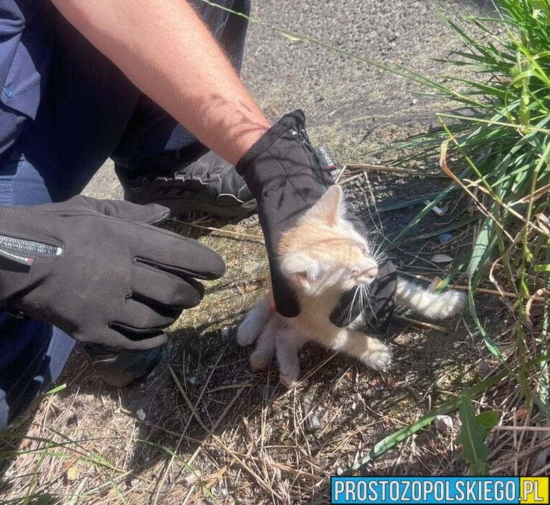 Dramatyczna akcja w Kędzierzynie-Koźlu. Policjanci uratowali kotka uwięzionego pod nadkolem samochodu