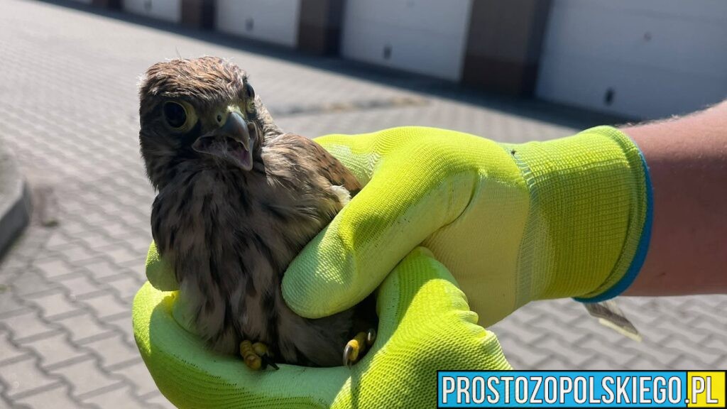 Policjanci z Namysłowa uratowali młode pustułki. Nietypowa interwencja zakończona sukcesem