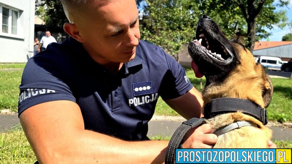 Najlepszy policyjny pies tropiący narkotyki na Opolszczyźnie. Zwyciężył duet z Prudnika