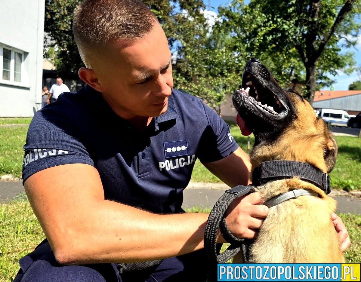Najlepszy policyjny pies tropiący narkotyki na Opolszczyźnie. Zwyciężył duet z Prudnika