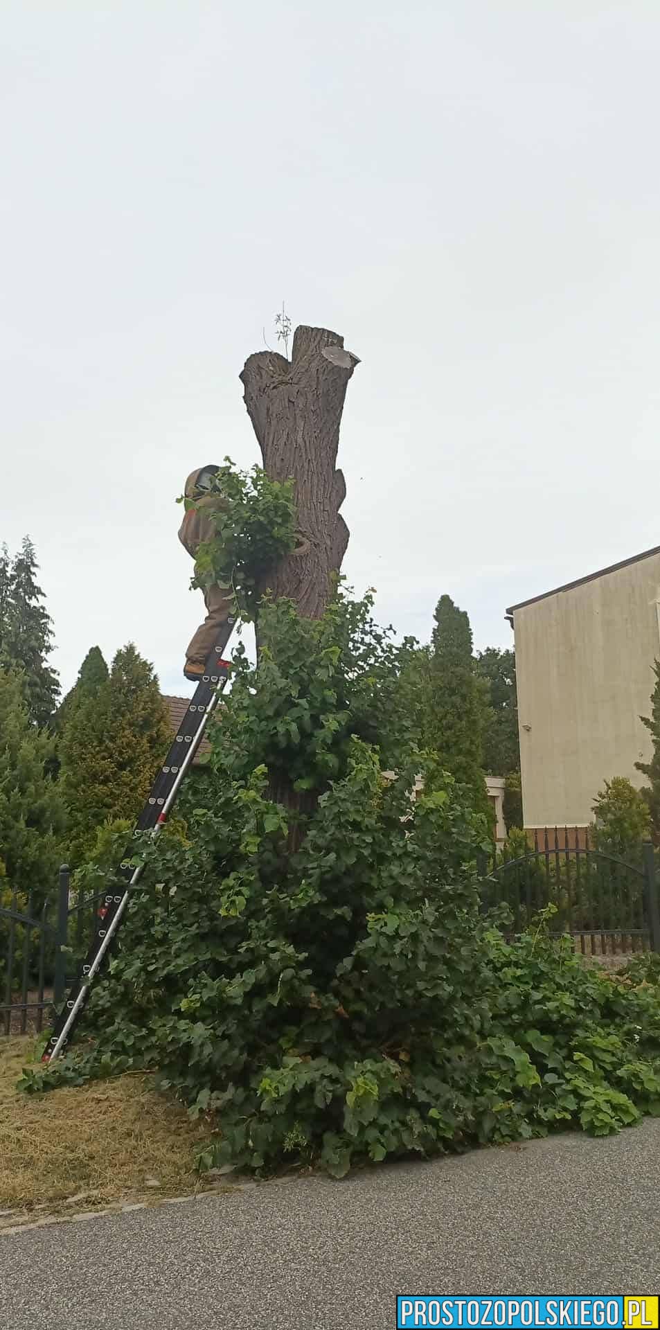 usuwanie os i szerszeni opole, szerszenie opole, usuwanie os, usuwanie szerszeni, usuwanie owadów opole, straż pożarna osy, straż pożarna, straż pożarna opole usuwanie os,