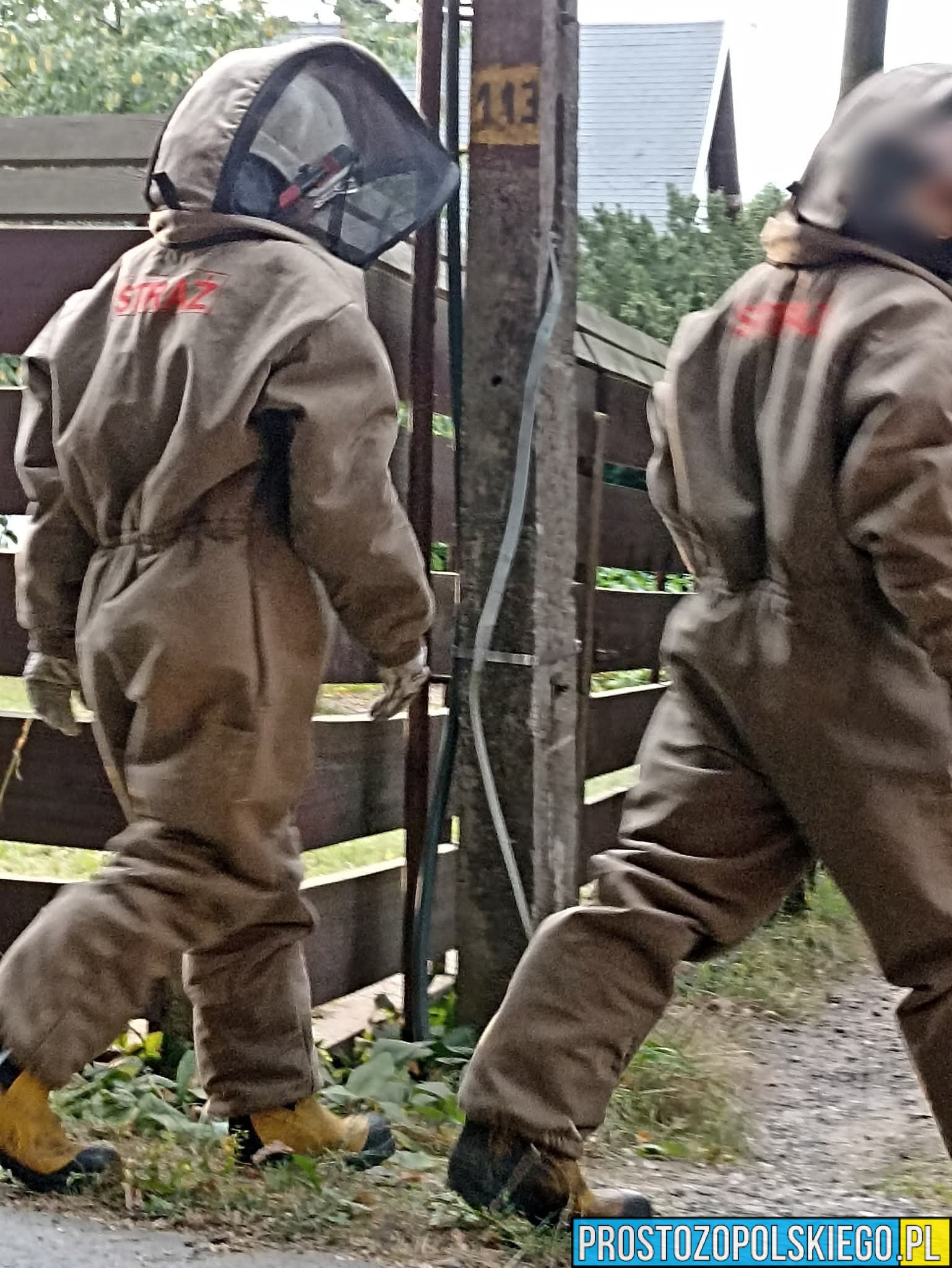 Osy, szerszenie i pszczoły przy domu. Kiedy działać samemu, a kiedy wezwać straż pożarną?