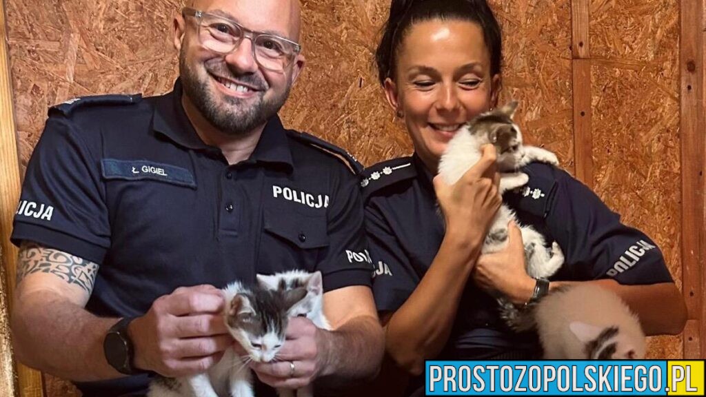 Kluczborscy policjanci pomagają znaleźć dom dla czterech kociaków. „Adopcja ratuje życie”