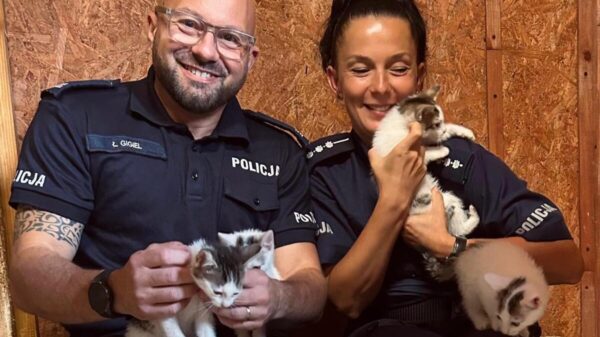Kluczborscy policjanci pomagają znaleźć dom dla czterech kociaków. „Adopcja ratuje życie”