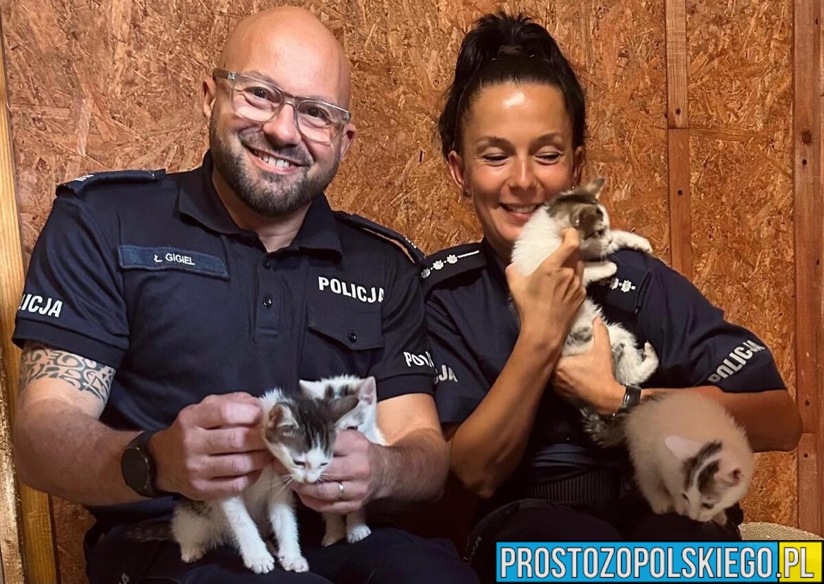 Kluczborscy policjanci pomagają znaleźć dom dla czterech kociaków. „Adopcja ratuje życie”