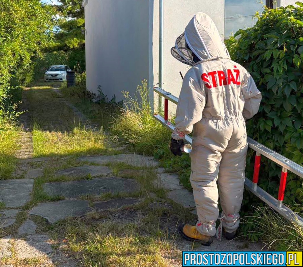 Agresywne owady zaatakowały mieszkańców w Opolu. Dwie osoby wymagały pomocy ratowników