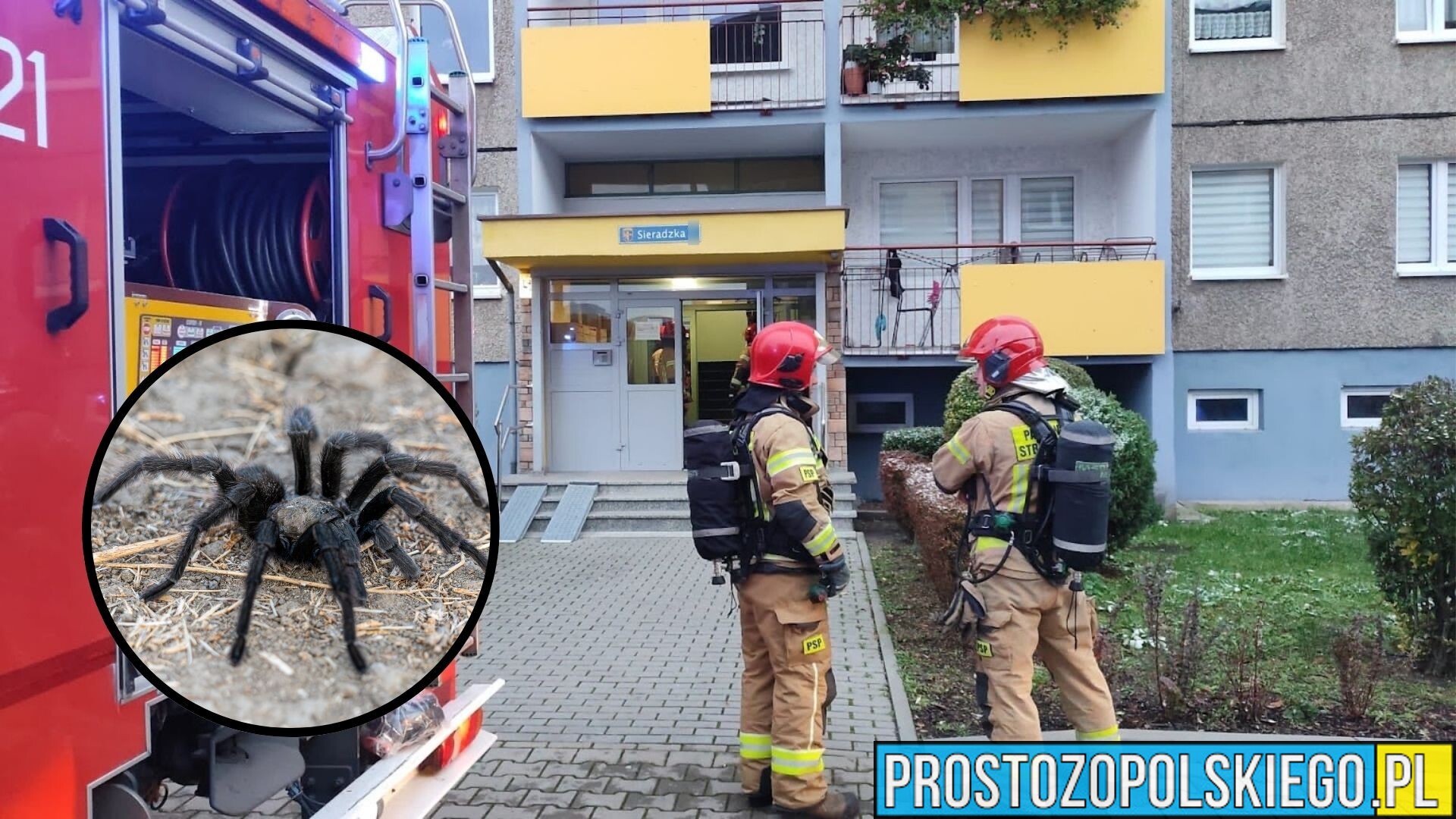 niebezpieczny ptasznik uciekł w mieszkaniu, niebezpieczny pająk w Opolu, jadowity pająk uciekł w miszkaniu na malince, ptasznik, tarantula,