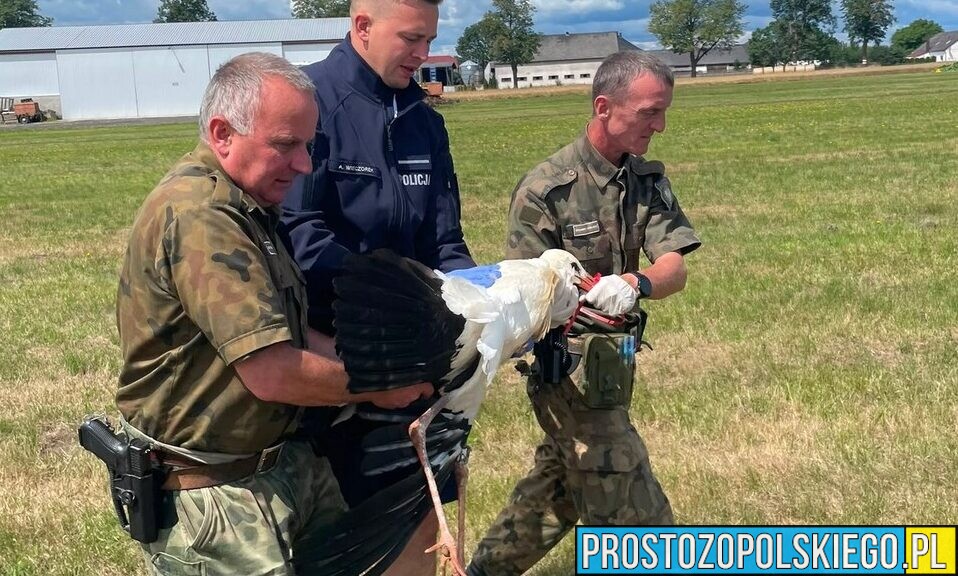 Policjanci uratowali rannego bociana. Ptak trafił pod opiekę specjalistów
