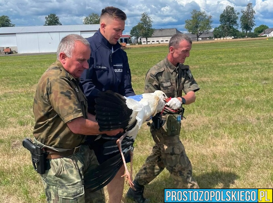 Policjanci uratowali rannego bociana. Ptak trafił pod opiekę specjalistów