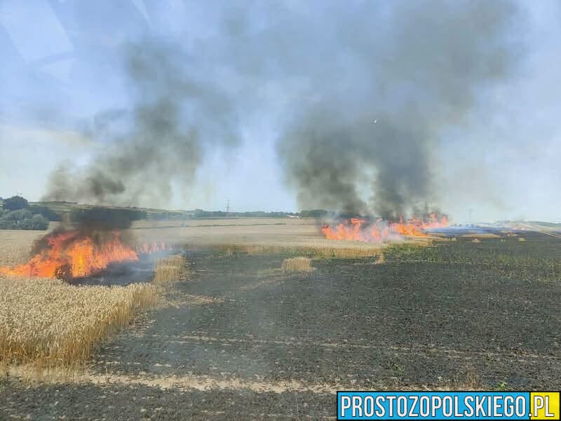 Pożar pszenicy na pniu w Ujeździe. Ogień objął około 5 hektarów pola