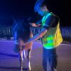 Koń uciekł z posesji po przelocie samolotu. Policjanci znaleźli go na DK11