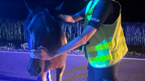 Koń uciekł z posesji po przelocie samolotu. Policjanci znaleźli go na DK11