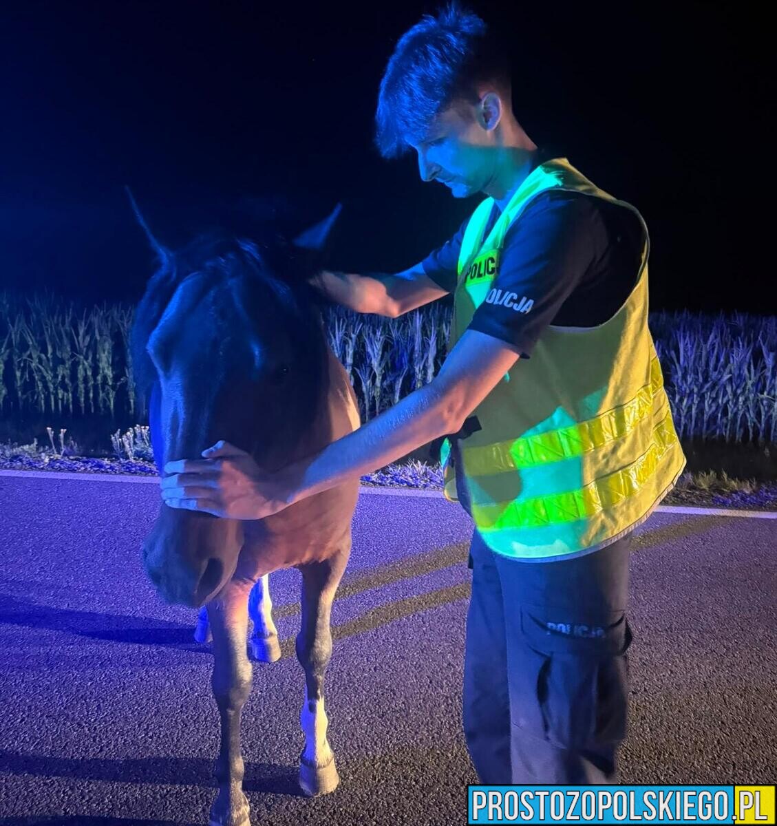 Koń uciekł z posesji po przelocie samolotu. Policjanci znaleźli go na DK11