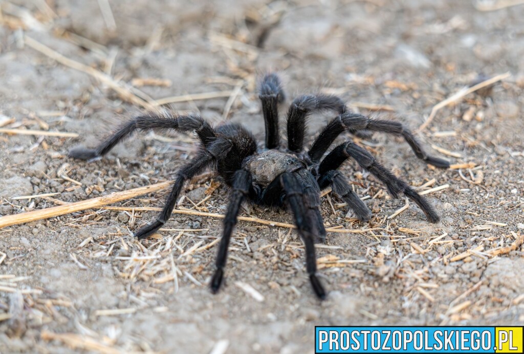 niebezpieczny ptasznik uciekł w mieszkaniu, niebezpieczny pająk w Opolu, jadowity pająk uciekł w miszkaniu na malince, ptasznik, tarantula,