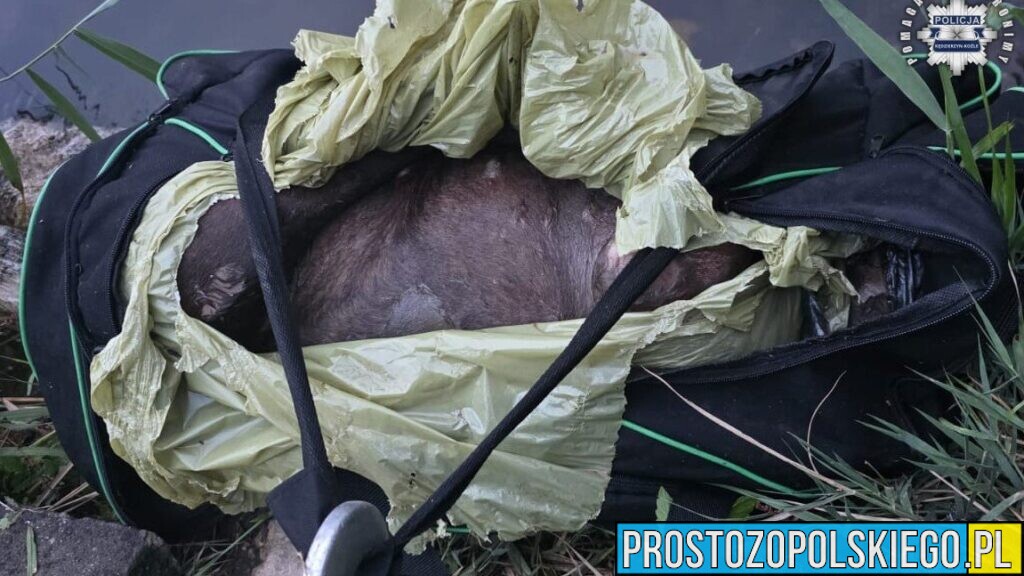 Znaleziono właścicielkę psa wrzuconego do Kanału Gliwickiego. Policja nadal bada sprawę