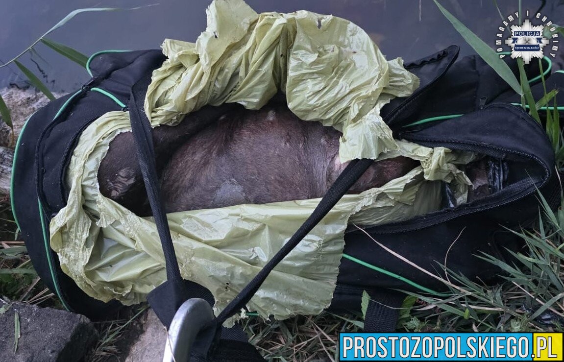 Znaleziono właścicielkę psa wrzuconego do Kanału Gliwickiego. Policja nadal bada sprawę