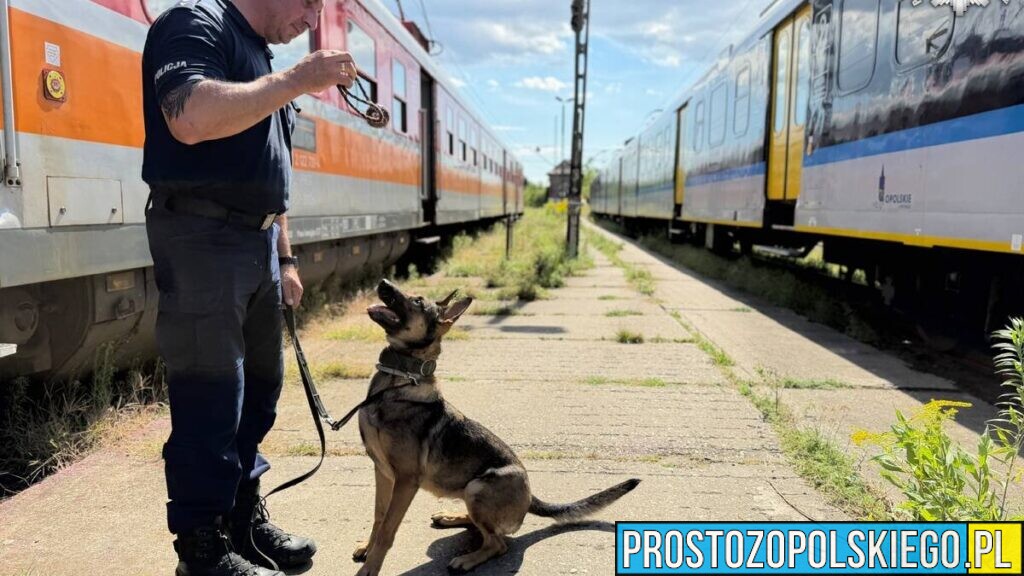 Policyjne psy szkoliły się na terenie bocznicy kolejowej w Kędzierzynie-Koźlu. Sprawdzali je w trudnych warunkach