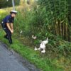 Nietypowa interwencja policjantów w Namysłowie. Na drodze pojawiła się rodzina kaczek